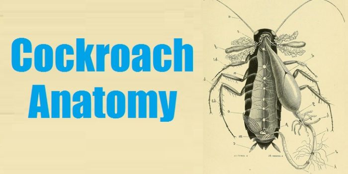 Anatomy of a Cockroach 